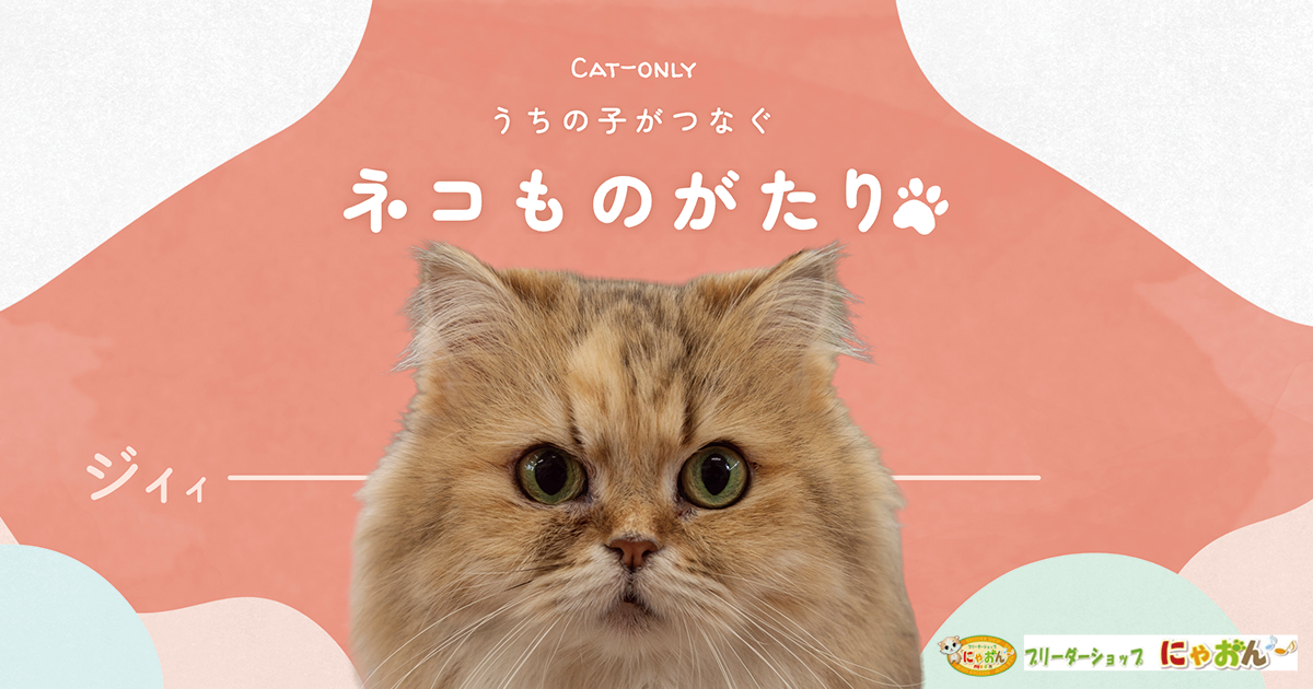 にゃおん にゃおんのご案内 - ブリーダーショップ にゃおん | 福岡市東区の猫