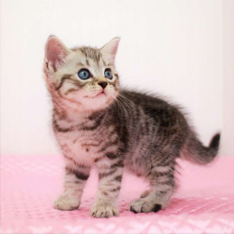 マンチカン 7月2日生まれ シルバーマッカレルタビー 4番ちゃん男の子