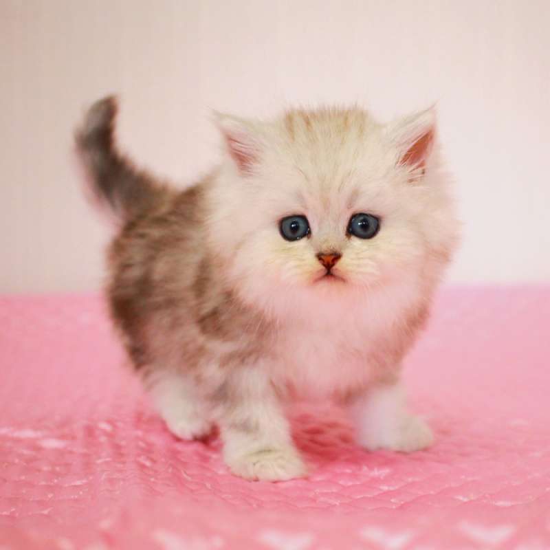 ミヌエット 5月10日生まれ シルバークラシックタビー 1番ちゃん男の子