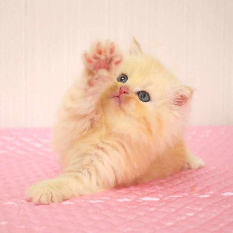 ミヌエット 7月4日生まれ カメオタビー 1番ちゃん男の子