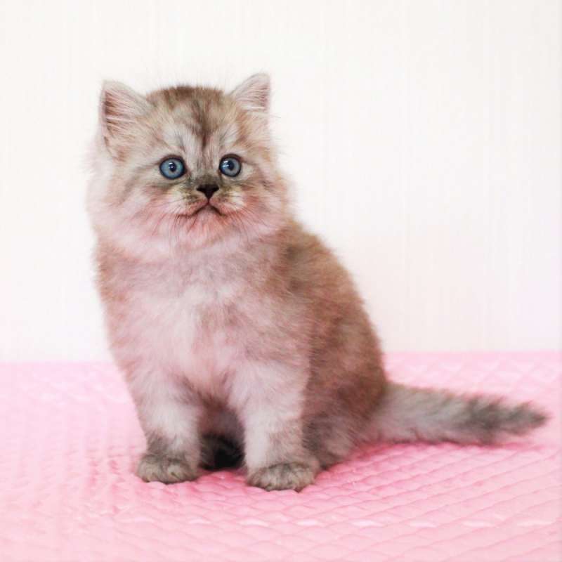 マンチカン　7月24日生まれ シルバーマッカレルタビー 1番ちゃん女の子