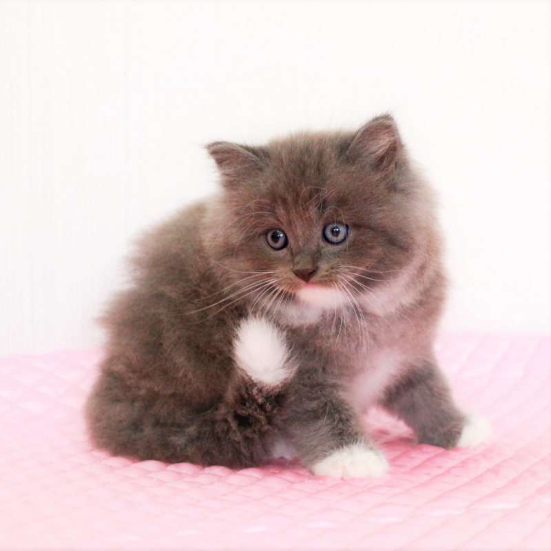 マンチカン　7月24日生まれ ブルー&ホワイト 3番ちゃん男の子