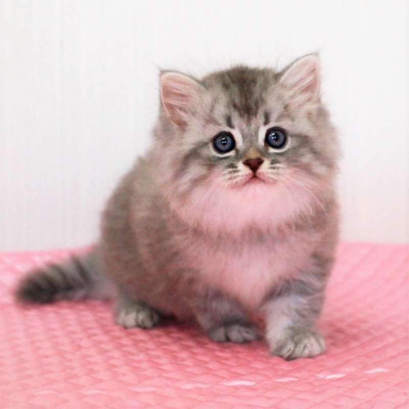 マンチカン　7月24日生まれ シルバーマッカレルタビー 4番ちゃん女の子