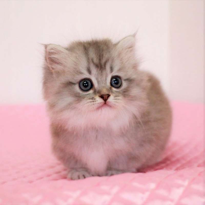 マンチカン 7月19日生まれ ブルーマッカレルタビー 1番ちゃん女の子