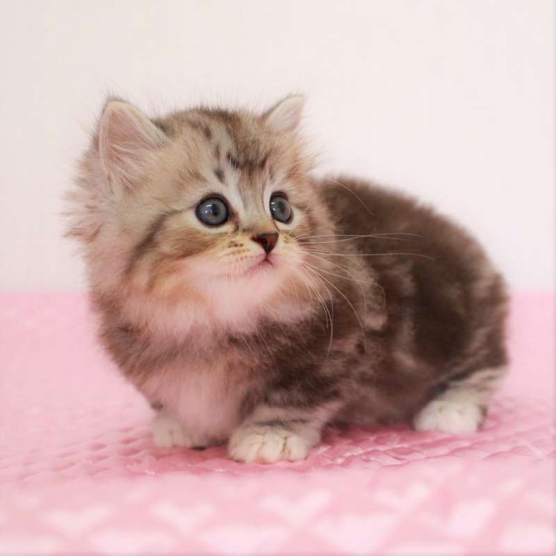 マンチカン 7月19日生まれ ブラウンクラシックタビー&ホワイト 3番ちゃん女の子