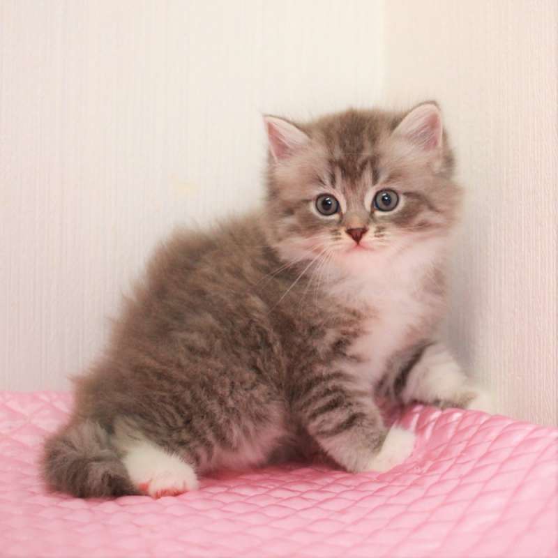 マンチカン 7月19日生まれ ブルーマッカレルタビー&ホワイト 5番ちゃん女の子