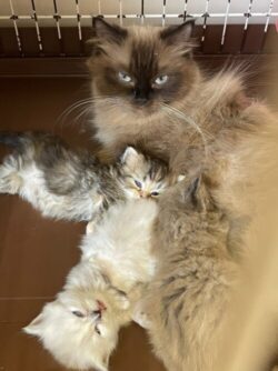 こねこ達がたくさん生まれてます♪