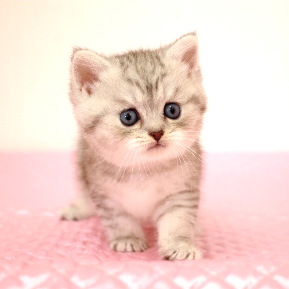 ミヌエット 5月16日生まれ  シルバーマッカレルタビー 1番ちゃん男の子