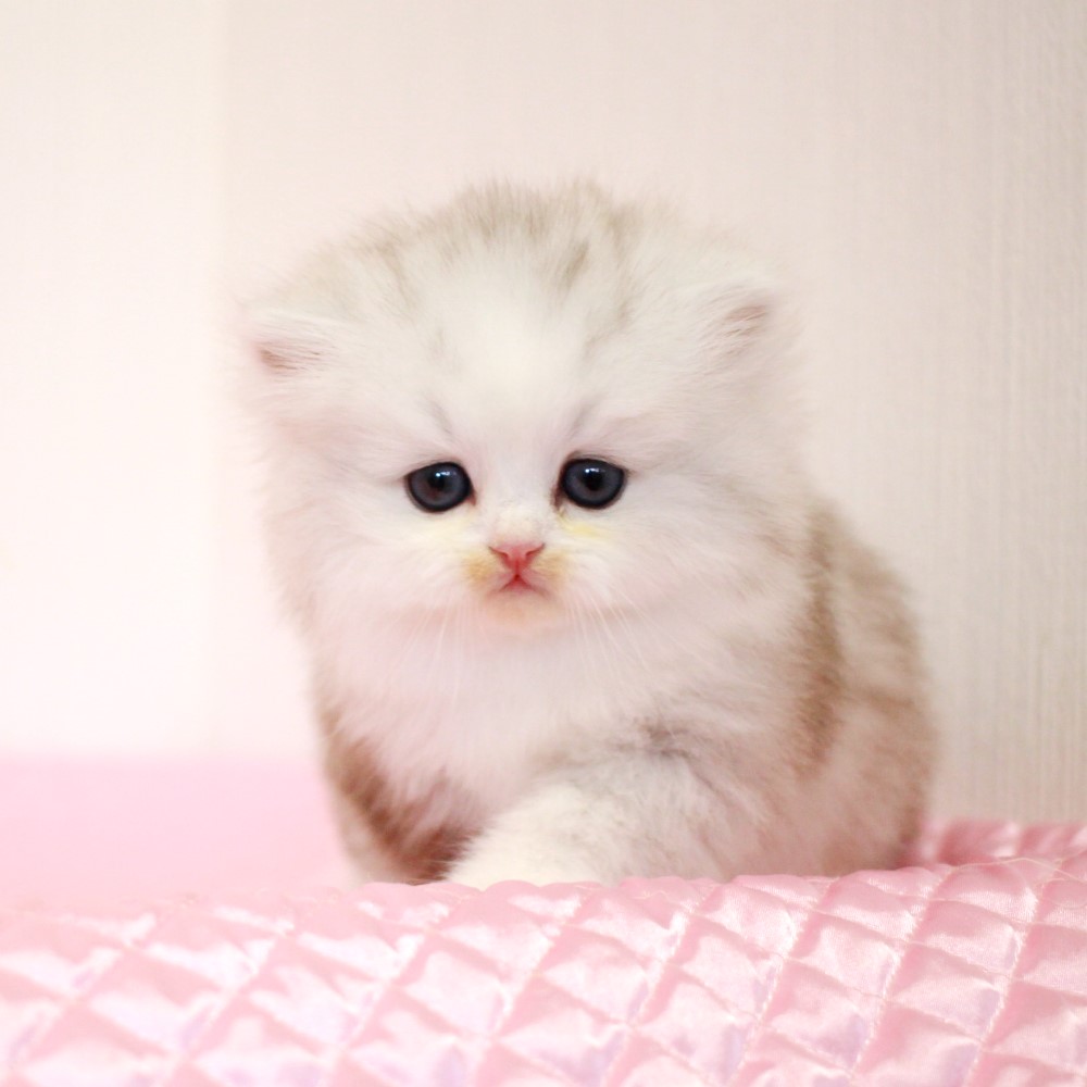 ミヌエット 2月5日生まれ  シルバークラシックタビー&ホワイト 4番ちゃん男の子