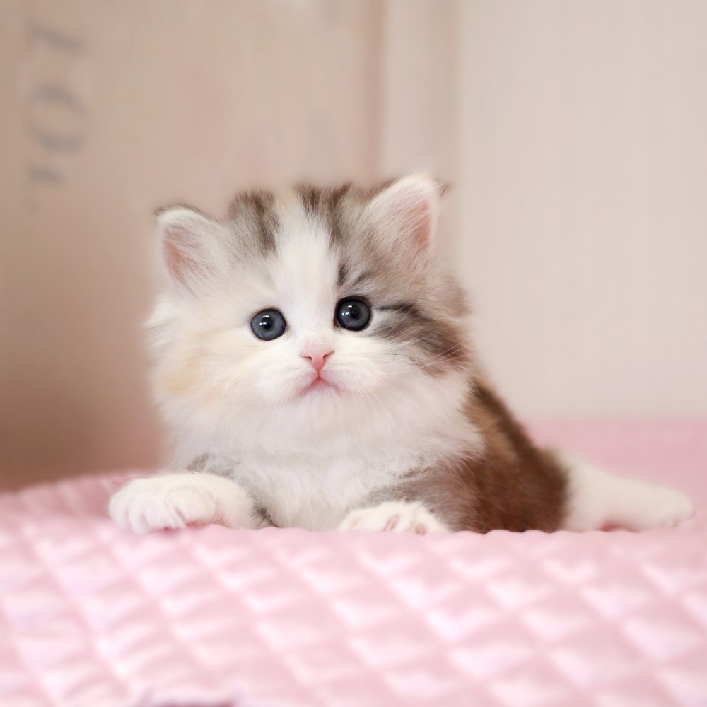 ミヌエット 2月8日生まれ  ブルーパッチドタビー&ホワイト 2番ちゃん女の子