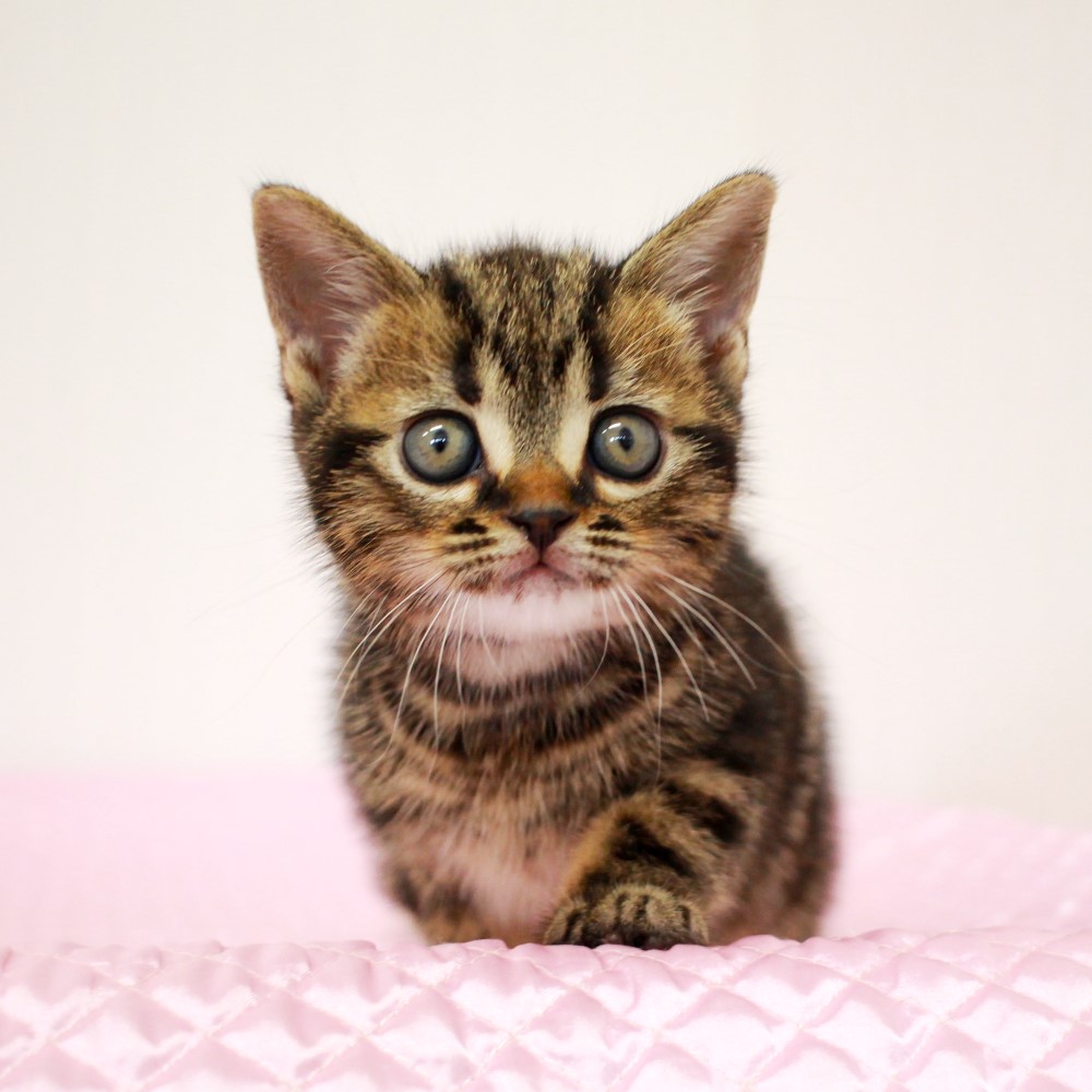 アメリカンショートヘア 2月12日生まれ  ブラウンクラシックタビー 1番ちゃん男の子