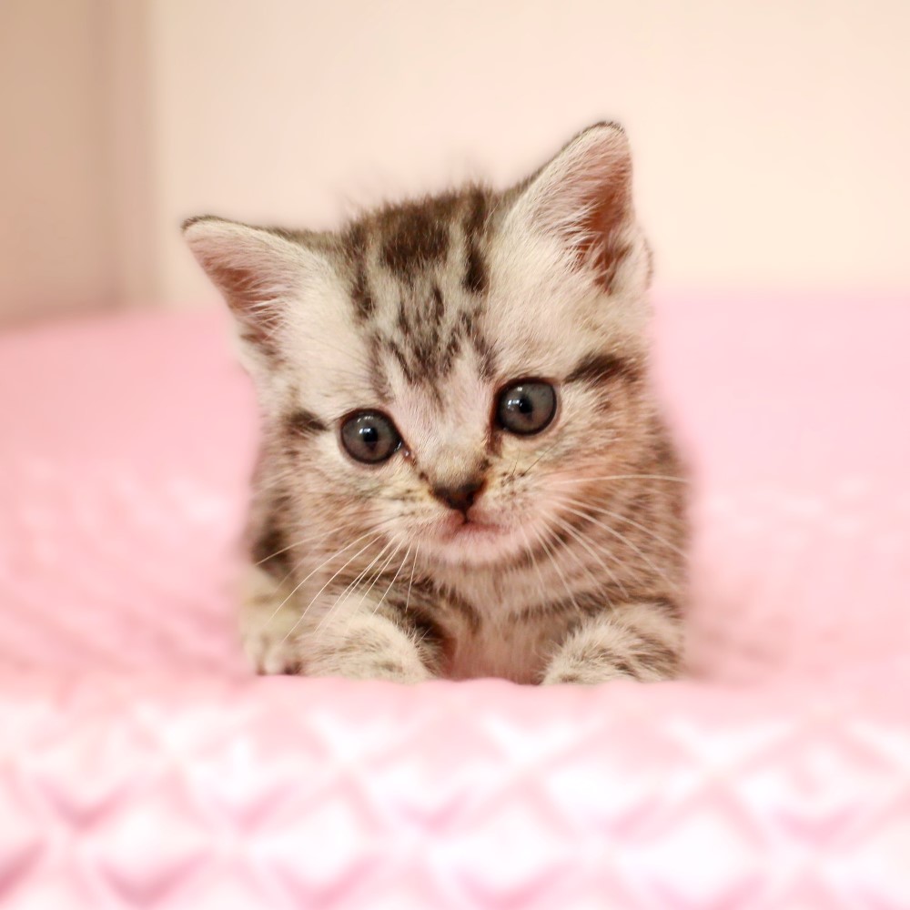 アメリカンショートヘア 2月12日生まれ  シルバークラシックタビー 2番ちゃん男の子