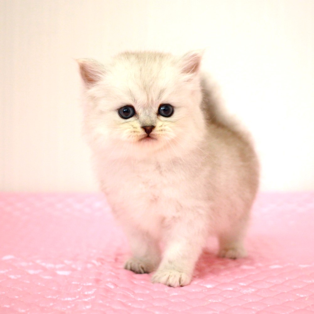 ミヌエット 8月8日生まれ  シェーデッドシルバー 1番ちゃん男の子