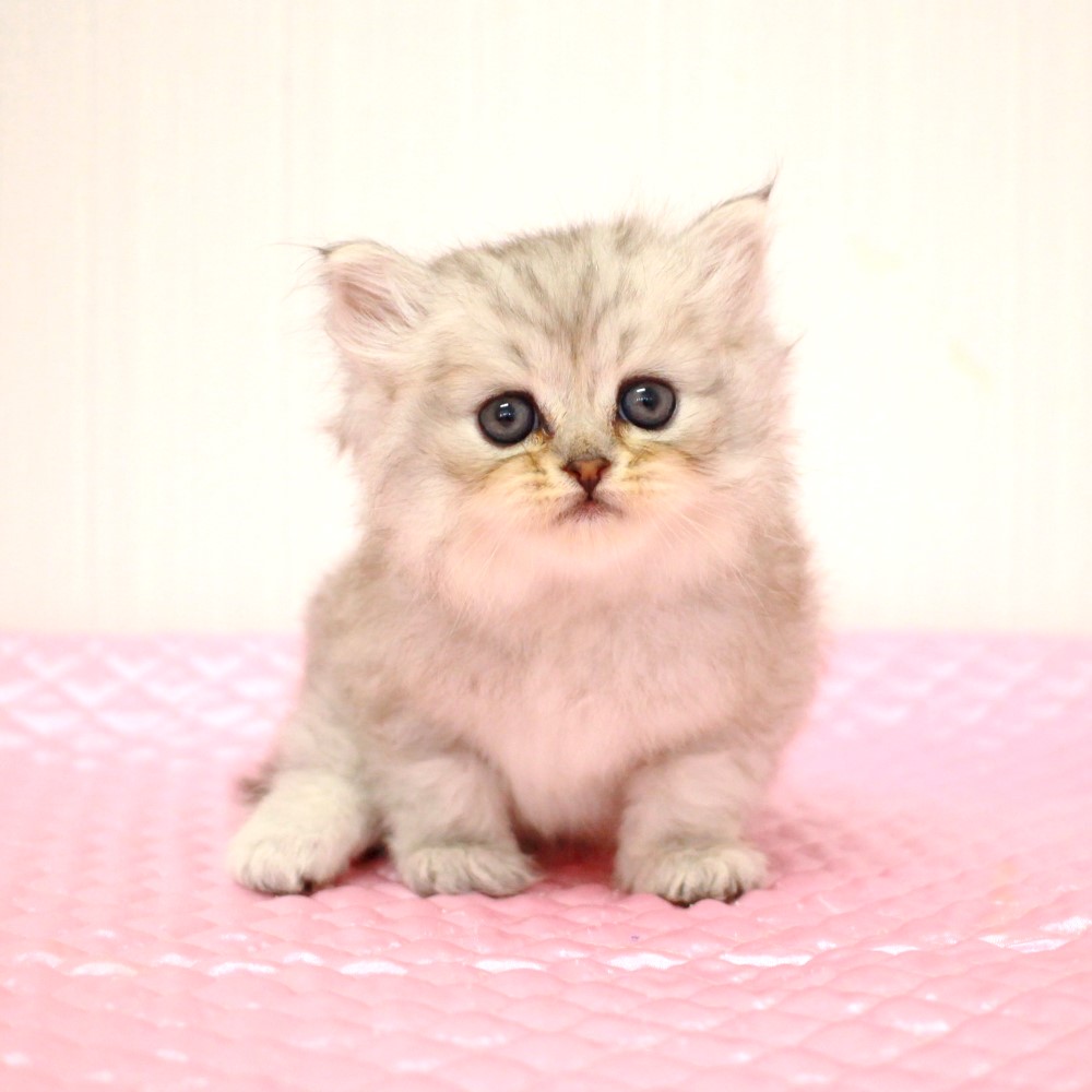 ミヌエット 8月8日生まれ  シェーデッドシルバー 5番ちゃん男の子